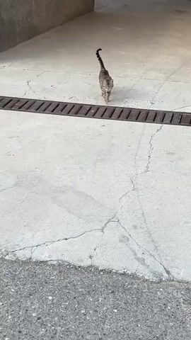 A tabby cat walks towards the camera on a concrete surface. The concrete is cracked. Behind the cat is a metal grate. The cat’s tail is up. The cat meows.
