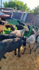 Sheep grazing and resting at a rural Kazakhstan homestead