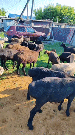 Sheep grazing and resting at a rural Kazakhstan homestead