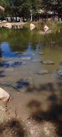 A pond with many turtles swimming in it. The pond is surrounded by trees and rocks. The water is murky and brown. The sky is blue with some clouds. The sun is shining.