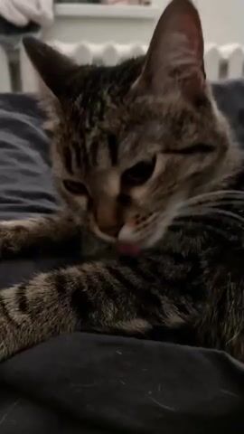 A tabby cat with brown and black stripes is lying on a dark grey fabric surface. The cat is grooming, licking its right front paw or lower leg, with its eyes partially closed. The background is out of focus, showing a light-colored window sill or furniture and a white slatted object, possibly a radiator or blinds.