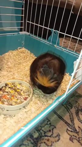 A guinea pig with dark brown and orange markings is in a cage with wood shavings. A bowl filled with guinea pig food is to the left of the guinea pig. The guinea pig is eating from the bowl. The cage has a teal plastic base and white wire bars. The floor outside the cage has a patterned rug.