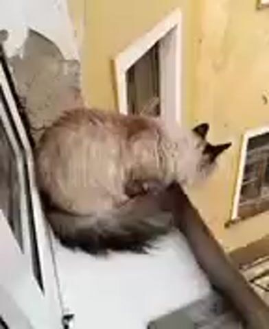 A fluffy, light brown and cream cat is perched precariously on a narrow ledge next to a window. The cat appears to be balanced and its tail is extended behind it. The area around the window appears to be under construction or in disrepair, with exposed plaster and a white window frame. The video then cuts to a blurry shot of trees and foliage with a bright sky above, suggesting the cat might be outdoors.