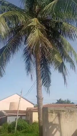 This media file depicts an outdoor scene in Obada, Nigeria, likely during the daytime with clear skies, suggesting fair weather. The dominant subject is a tall, lattice telecommunications tower, visible from various angles throughout the short clip. Surrounding the tower are several buildings, appearing to be residential or small commercial structures, with varying roof types and muted colors.

The clip begins with a close-up of a mature coconut palm tree, its fronds swaying gently, hinting at a light breeze. The camera then pans to reveal a water tank elevated on a metal structure, along with laundry hanging to dry, suggesting domestic activity. The scene then widens to show a dirt road, with the telecommunications tower becoming more prominent in the background. More residential buildings and lush green vegetation are visible, interspersed with the structures.

There are no people explicitly visible in the footage. The overall impression is one of a typical day in a semi-urban or rural area in Nigeria, where infrastructure like telecommunications towers coexist with everyday life. The lighting suggests it's likely morning or afternoon, with no indication of specific events or emotions. No visible text is present in the media file.
