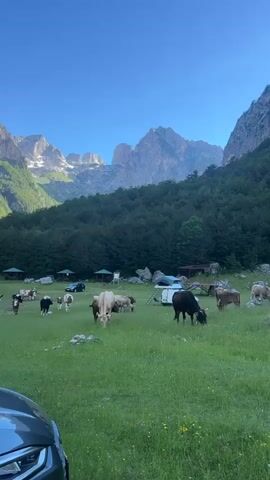 This vertical video captures a serene mountain landscape in Dolja, Montenegro, likely in the late afternoon or early evening as suggested by the soft lighting and clear blue sky. The scene is a vast, green meadow dotted with grazing cattle, some of which are facing the camera, others are engaged in eating grass. The cattle are varied in color, including brown, white, and black.

In the background, a dense, dark green forest covers the slopes of towering, rugged mountains. The peaks of these mountains are majestic and appear to be a mix of rock and snow-capped summits, bathed in the warm light of the setting sun.

Scattered across the meadow are several small, wooden structures with green roofs, resembling shelters or gazebos. There are also a few vehicles, including a white van and a dark-colored car, suggesting human presence and perhaps a campsite or a stop along a scenic route. A gray car's bumper is visible in the foreground, framing the bottom left of the shot.

The overall mood is peaceful and idyllic, evoking a sense of tranquility and natural beauty. The presence of both domesticated animals and the wild, imposing mountain range creates a harmonious juxtaposition. There is no visible text within the video.