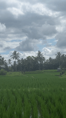 Morning scenes captured of Tegallalang rice paddies and palm trees