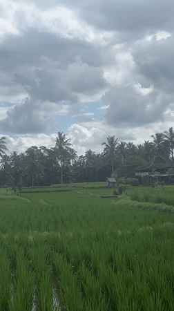 Morning scenes captured of Tegallalang rice paddies and palm trees