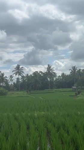 Morning scenes captured of Tegallalang rice paddies and palm trees