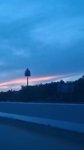 This is a horizontal, medium-shot video of a person in a car, as evidenced by the blurred road and guardrail in the foreground, driving past a landscape at dusk. The sky is a deep blue with streaks of pink and orange near the horizon, indicating a sunset. Silhouetted trees and vegetation form a dark line across the mid-ground. In the center of the frame, a tall, slender structure resembling a cell tower disguised as a tree stands out against the sky. The video is shaky, suggesting movement. The audio is static.
