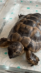 Tortoise care and home life in Agios Tychona, Cyprus