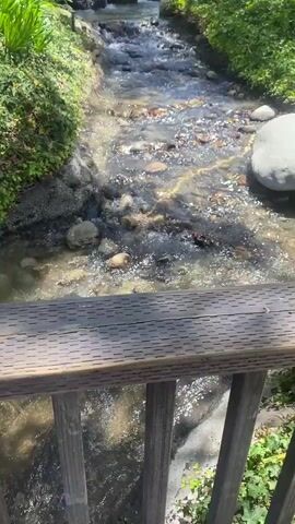 A short video pans across a decorative stream with a small waterfall. Lush green bushes line the sides of the stream, and large rocks are interspersed throughout. In the background, there are buildings with pitched roofs. The water flows over a bed of stones and gravel.