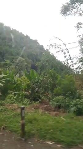 The video is a shaky, low-resolution recording taken from inside a moving vehicle. The viewpoint looks out the window at a lush, green environment with many large, leafy plants, likely banana trees. The terrain appears to be hilly, with a road visible in the foreground. There are power lines running overhead. The sky is overcast. The camera occasionally captures the interior of the vehicle, including parts of the window frame and a side mirror. No people are clearly visible, though there may be a vehicle in the distance on the road. The overall impression is that of traveling through a rural, tropical landscape.