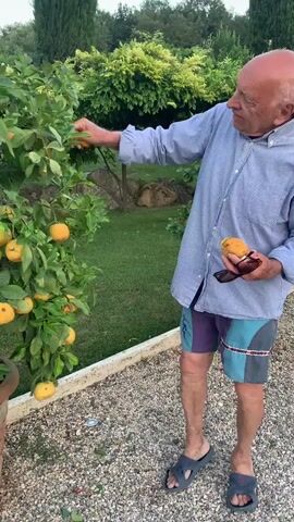 A bald elderly man wearing a light blue patterned button-down shirt and patterned shorts is standing in a garden next to a potted orange tree laden with fruit. He is reaching out with his left hand towards the tree and appears to be touching or picking an orange. In his right hand, he holds a sunglasses case and an orange. He is wearing dark gray flip-flops. The background shows green grass, trees, and gravel on the ground. The scene appears to be outdoors during the day.