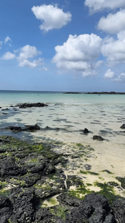 Jeju volcanic shoreline: seaweed, crabs, and turquoise water