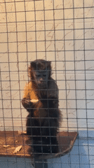 Zoo visit documented with primates, birds, and shopping mall