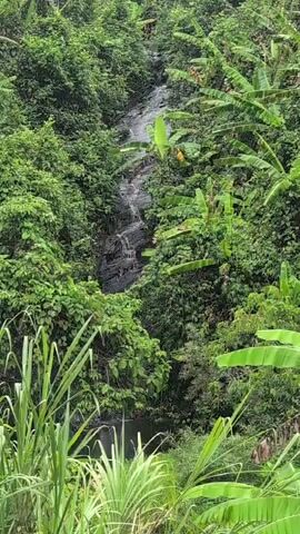 A waterfall flows down a rocky incline surrounded by lush green vegetation. Tall, leafy plants are visible in the foreground, with banana trees and other dense foliage filling the scene on either side of the waterfall. The water cascades over dark rocks, creating a textured, dynamic flow against the static greenery. The overall impression is one of a wild, tropical environment.