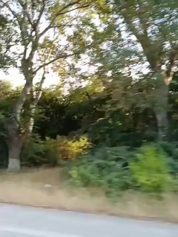 The video shows a roadside scene with trees and vegetation. A speed limit sign showing "90" is visible. The camera appears to be moving, possibly from a vehicle, as the surroundings are blurred. The time stamps indicate that the footage spans from 00:00 to 00:04.