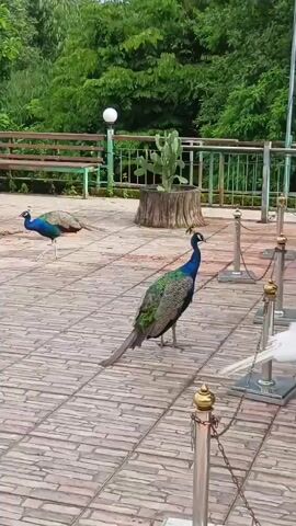 The video shows an outdoor paved area with several peacocks. In the foreground, a colorful peacock walks across the tiles. To the right, a white peacock pecks at the ground. In the background, there are several statues of people, some standing and one reclining. Trees and foliage surround the area, and there are benches and a cactus plant visible. The lighting suggests it is daytime.