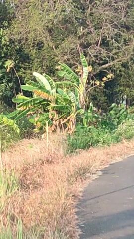 A handheld video captures a roadside scene with lush green vegetation. In the foreground, dry grass lines the edge of an asphalt road. Banana trees with large, green leaves are prominent in the middle ground, interspersed with other leafy plants. A utility pole stands to the left of the frame. The background consists of dense trees and foliage. The lighting suggests it is daytime, possibly morning or late afternoon, with sunlight casting shadows and highlighting the greenery. The camera is in motion, suggesting it is being carried or is on a moving vehicle.