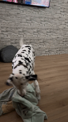 Dalmatian plays with blanket indoors in Puebla