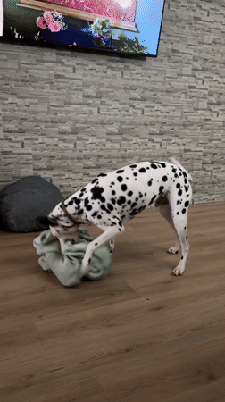 Dalmatian plays with blanket indoors in Puebla