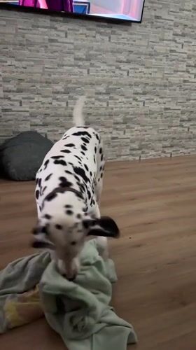 Dalmatian plays with blanket indoors in Puebla