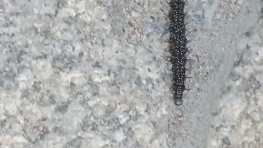 A black caterpillar with white spots and spiky protrusions moves across a rough, greyish surface. The caterpillar is the primary focus of the video, and it is shown from a top-down perspective. The surface appears to be made of small pebbles and a binder, suggesting it could be a sidewalk or a path. The caterpillar moves from the left side of the frame towards the right. The video is filmed with a handheld camera, resulting in some slight movement and blurriness.