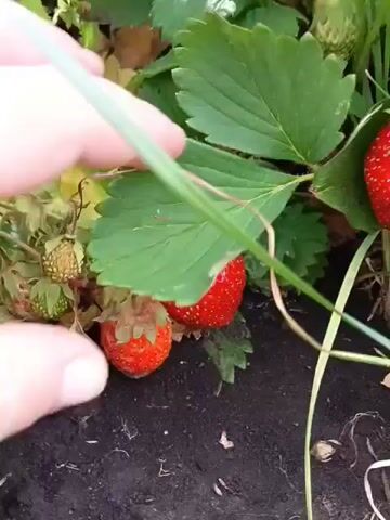 The video shows a close-up view of ripe strawberries growing on a plant. A hand, partially visible in the upper left corner, is gently touching the leaves and a strawberry. Several red strawberries are visible, some appearing fully ripe and others still green. The surrounding environment consists of dark soil and green foliage. The camera angle is low, looking up at the plants. The lighting suggests it is daytime. The video is silent.