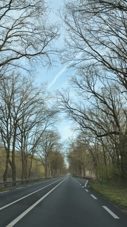 Tree-lined roadway documented in Erp, Netherlands morning hours