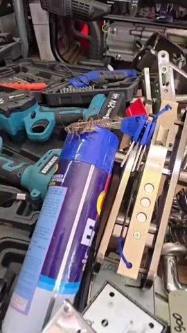 A grasshopper is perched on top of a blue spray can. The can is mostly purple with some text on it, but it is difficult to read. The grasshopper is brown and has large hind legs. It is facing to the left. In the background, there are several tools, including a drill and some metal objects that appear to be locks. The setting appears to be a workshop or garage. The lighting suggests it is daytime.