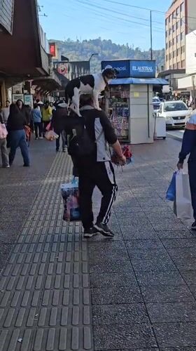 Man walks through Temuco with dog on shoulders