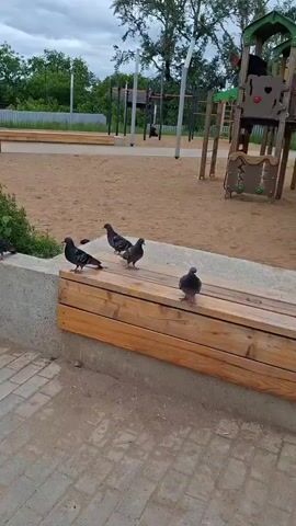 Several pigeons are on a wooden bench and a concrete ledge, with one pigeon flying in front of the bench. The background shows a sandy area, playground equipment, trees, and a fence under a cloudy sky. The ground in the foreground is paved with bricks.
