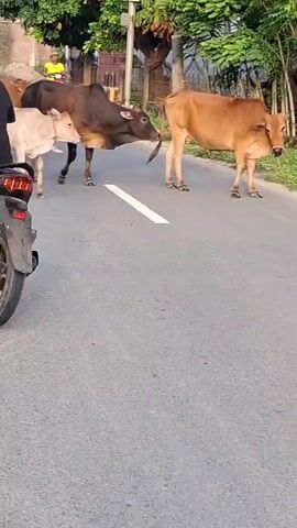 The video shows several cows standing on a grey asphalt road, with two individuals on motorbikes nearby. The cows appear to be different shades of brown, ranging from light tan to dark brown. One individual on a black motorbike is passing to the left of the cows while another individual on a yellow motorbike is further down the road. The environment appears to be a residential area with trees and buildings visible along the sides of the road. A white line is painted on the road.