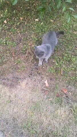 A grey cat walks across a grassy area. The cat is in focus. The background consists of grass, dirt, and some leaves. The camera is pointed downwards at the cat. The video is 4 seconds long.