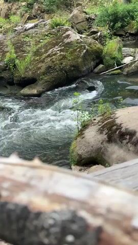 A clear stream flows over rocks and through a forest. A person's legs and feet, wearing dark shoes and possibly shorts, are visible on the right side of the frame, sitting on a large rock. The person is partially obscured by a fallen log in the foreground. The environment is lush and green, with moss-covered rocks and trees. The water is turbulent in some areas, suggesting a moderate current.