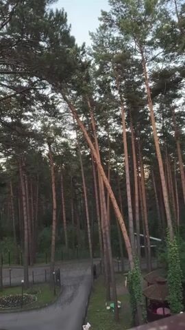 The video shows a view looking down from a slightly elevated position into a forest area with tall pine trees. There is a paved pathway or road winding through the trees, and a small gazebo with a red roof is visible on the right side of the frame. The lighting suggests it is either early morning or late evening. The ground is covered in grass and some scattered plants. The trees are densely packed, with some leaning at angles. There are no people or animals visible in the video.