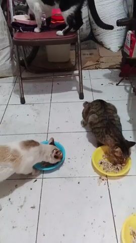 The video shows four cats eating from separate bowls on a tiled floor. In the foreground, a calico cat is eating from a blue bowl, and a tabby cat is eating from a yellow bowl. In the background, a black and white cat is standing on a stool, and another cat is visible inside a cage eating from a yellow bowl. The environment appears to be a cluttered room with various objects including bags, boxes, and a bicycle. The lighting is dim.