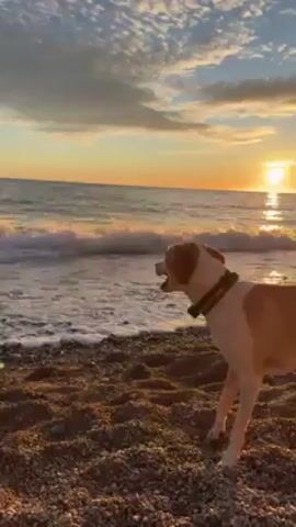 A tan and white dog stands on a pebble beach, with the ocean and a sunset in the background. A stick is thrown into the water. The dog has a black collar. The sun reflects on the water. There are clouds in the sky.