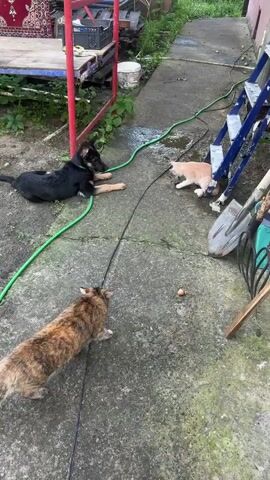 A black dog lies on a concrete path next to a green hose. A cat with orange and brown fur walks toward the dog. Further down the path, a light orange cat plays with a small bird. A second cat with orange and brown fur is in the foreground, looking towards the orange cat and the bird. A brown lizard is on the path between the two cats. There is a shovel and a blue ladder in the background. The ground is wet in places.