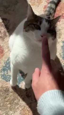 A hand in a light blue sweater moves its index finger near a cat's head. The cat is white with brown and black markings on its head and a striped tail. The cat is standing on a rug with a multicolored floral pattern and some visible sun glare. The cat turns its head away from the finger.
