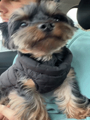 Person with Yorkshire Terrier photographed in car, Burgas Bulgaria