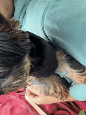 Person with Yorkshire Terrier photographed in car, Burgas Bulgaria