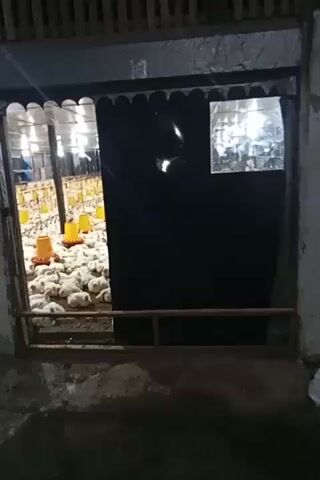 A medium shot shows the interior of a chicken coop filled with broiler chickens. 
The coop is rectangular and brightly lit. Many white chickens are scattered across the floor, some resting and some standing near the yellow chicken feeders that are hanging throughout the coop. The floor is covered with what appears to be wood shavings. The image is taken from a doorway that is partially blocked by a dark cloth. The metal framing of the doorway is visible, as is a low metal railing.