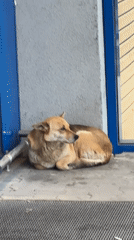 Dog rests, Kinder Egg opened in Lovech Bulgaria