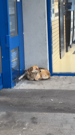 Dog rests, Kinder Egg opened in Lovech Bulgaria