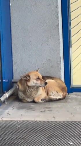 Dog rests, Kinder Egg opened in Lovech Bulgaria