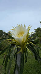 Dragon fruit flower in full bloom, Ko Pha-ngan
