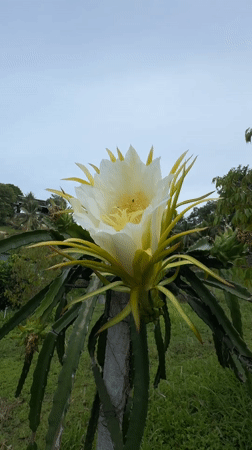 Dragon fruit flower in full bloom, Ko Pha-ngan