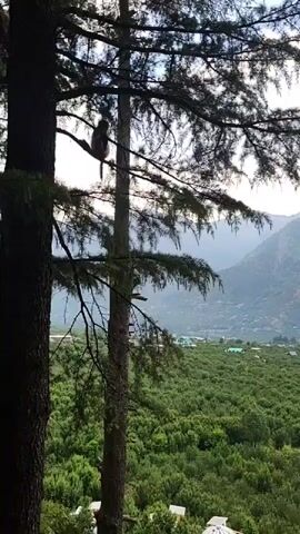 The video shows a monkey perched on a branch in a tall pine tree. The monkey is facing away from the camera and appears to be looking down. The background shows a lush green valley with mountains in the distance under a light sky. The tree's branches and foliage partially obscure the view of the monkey and the landscape.