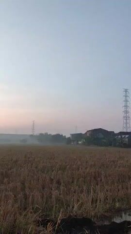 This is a vertical video shot outdoors during the daytime, likely early morning or late afternoon due to the soft lighting and pastel colors in the sky. The foreground is dominated by a harvested rice field, with dry, brown stalks of rice remaining. In the midground, there are a few houses and trees, with a noticeable layer of mist or fog obscuring the horizon. Tall, lattice-like electrical pylons are visible in the distance, suggesting the proximity of power lines. The sky is a gradient of light blue at the top, transitioning to pale pink and orange near the horizon. There are no people or obvious animals visible in the frame, and the scene appears still and quiet. The camera is mostly stationary, with only slight movements that could be attributed to hand-holding.
